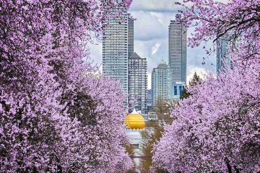 Cherry Blossoms – Photo by Jinil Patel