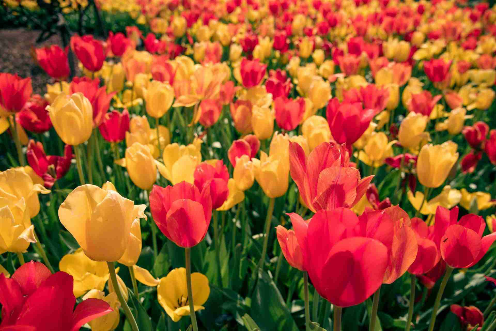 Dallas Arboretum and Botanical Garden-Photo by Christopher Ott