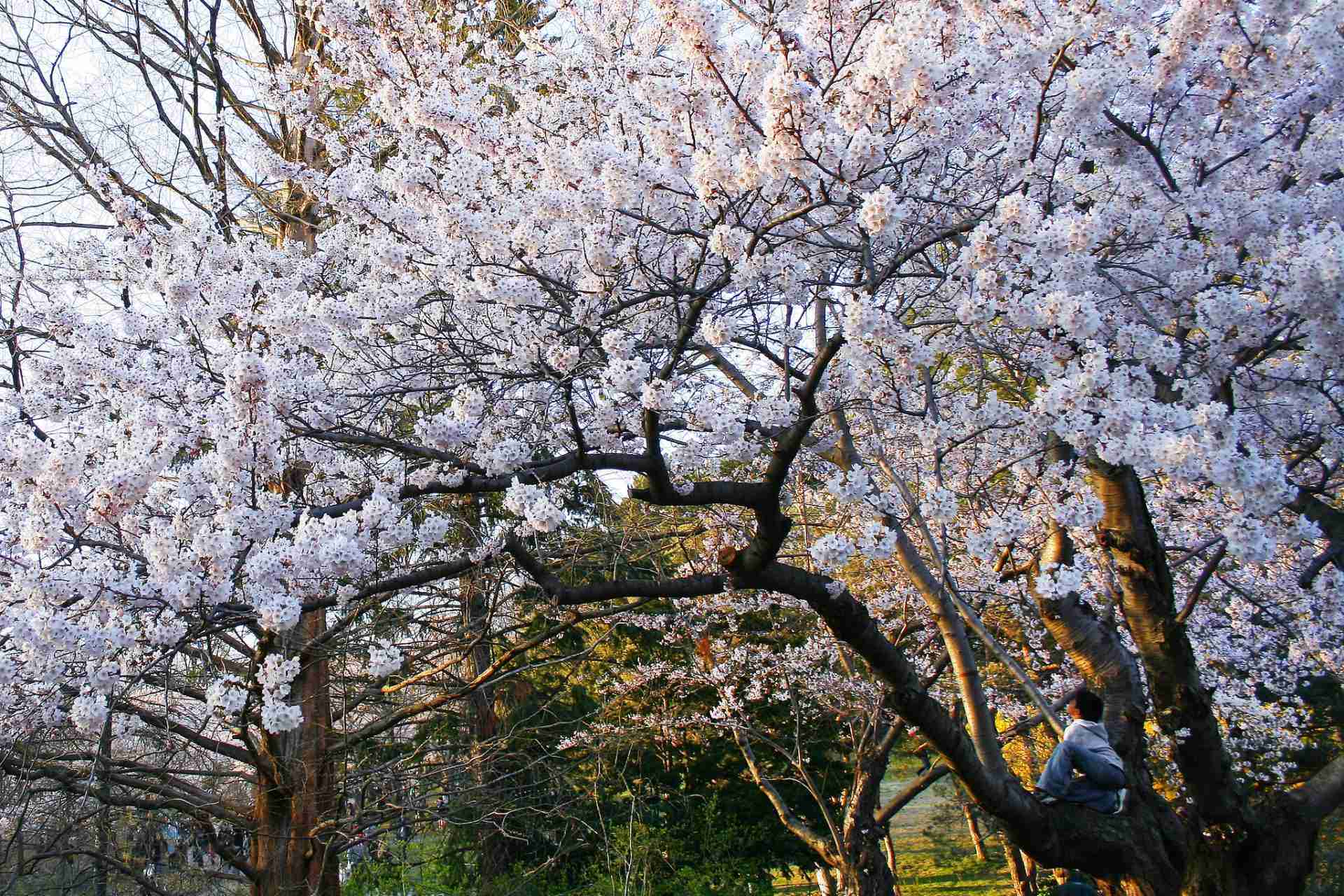 High Park Toronto Cherry Blossoms-Photo by Christopher Woo