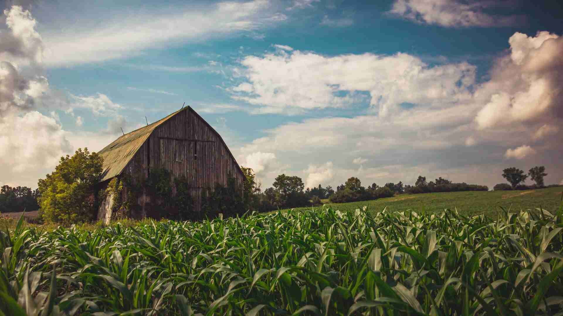 Old Barn in a Cornfield-Photo by Shawn M. Kent