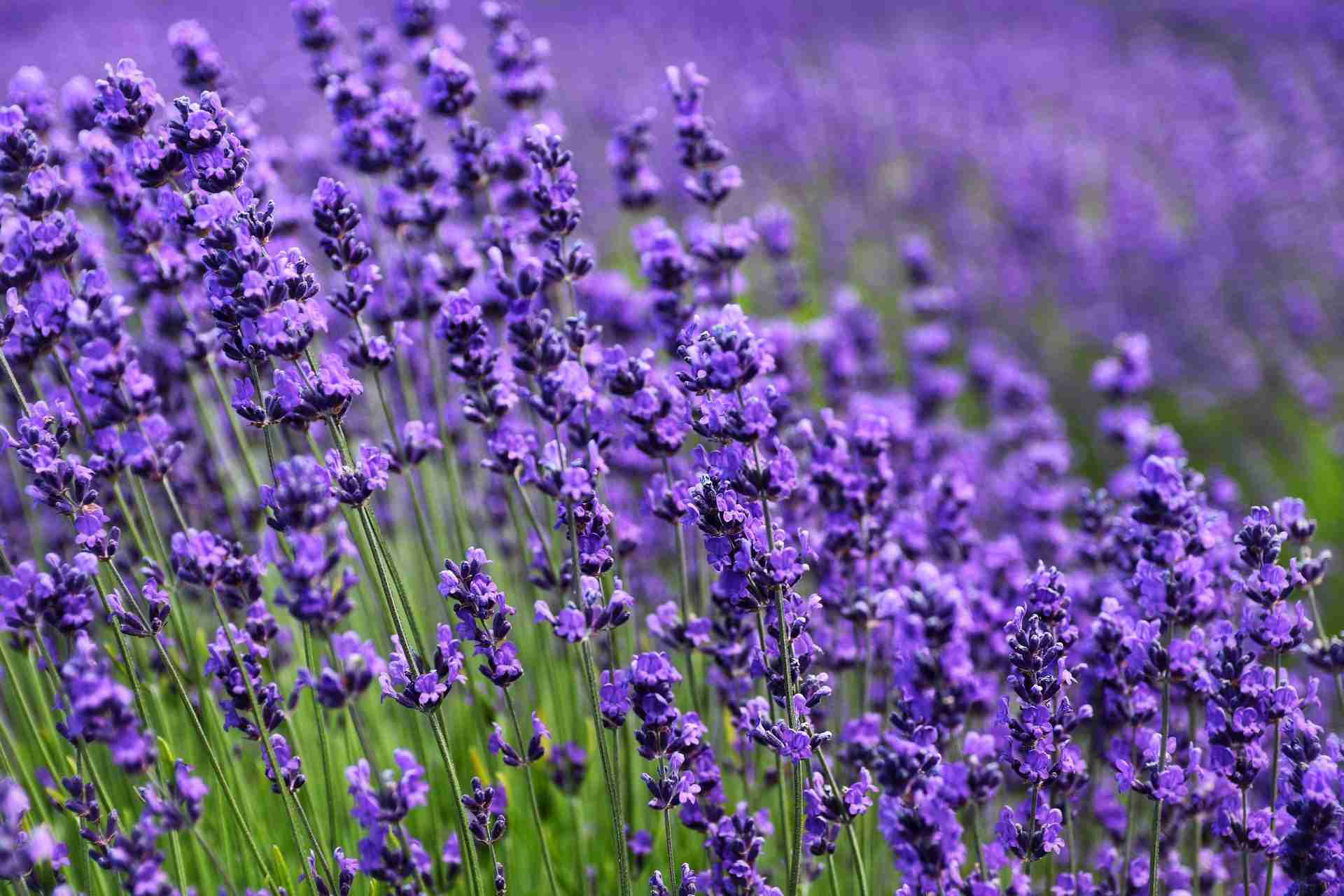 Kelso Lavender Farm-Photo by Mario Mendez