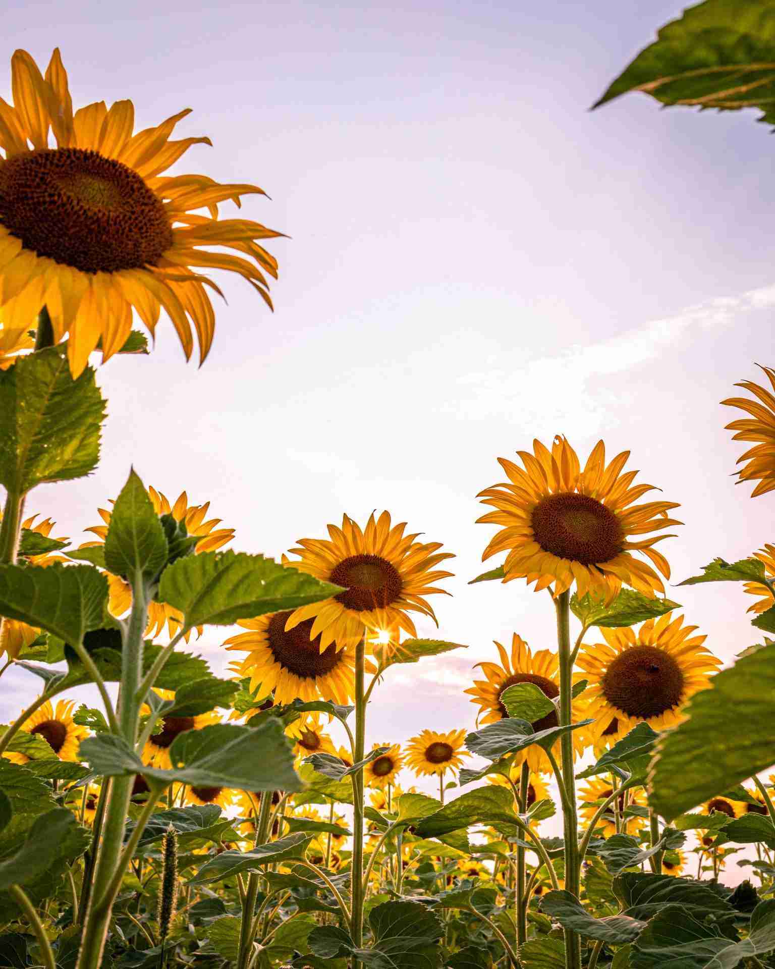 Rae Road Sunflowers by ElcyPhotos
