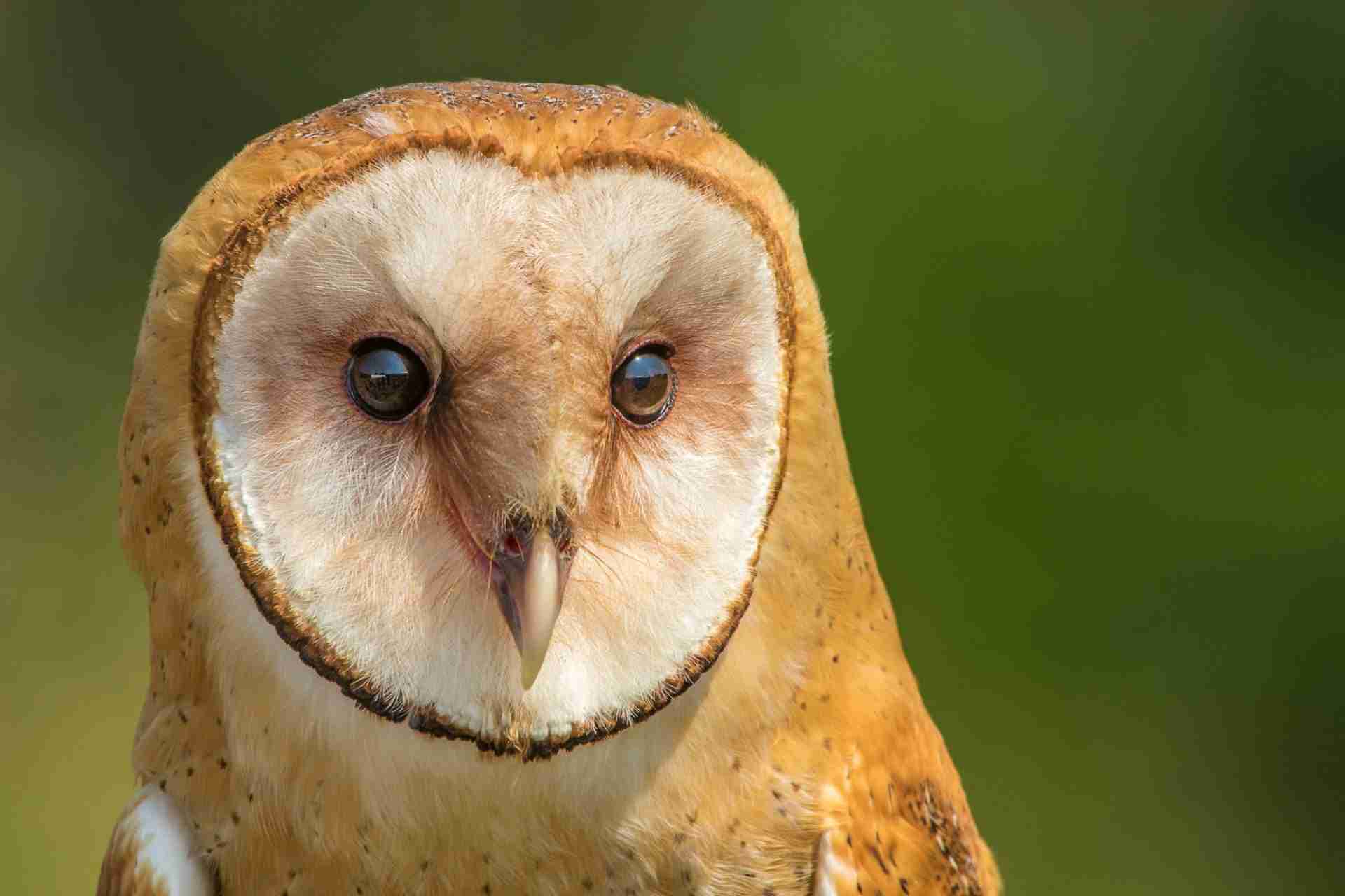 Canadian Raptor Conservancy by Conrad Kuiper
