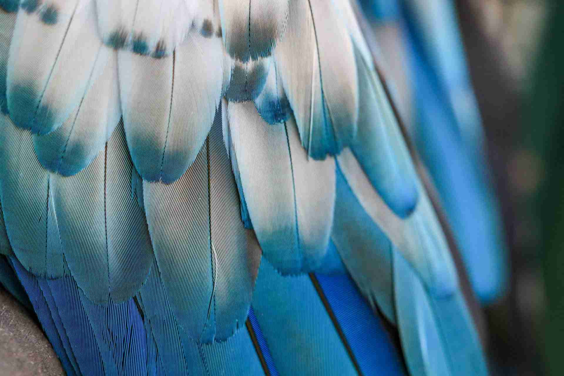 Bluejay by Sonia Nadales