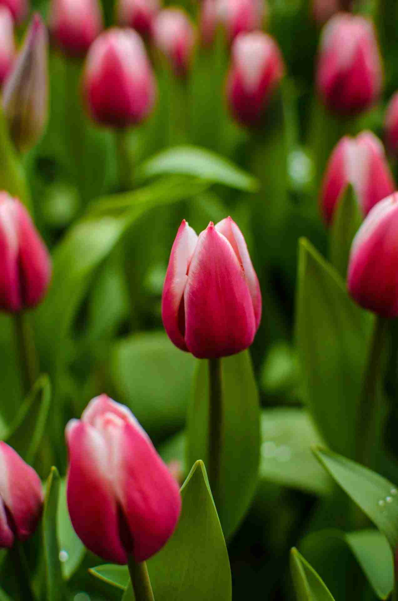 Tulips by Rohit Tandon