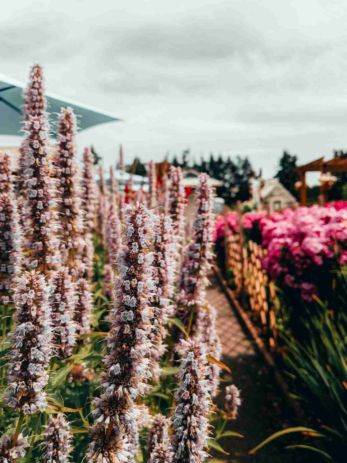 Krause Berry Farms & Estate Winery by Marco Tjokro