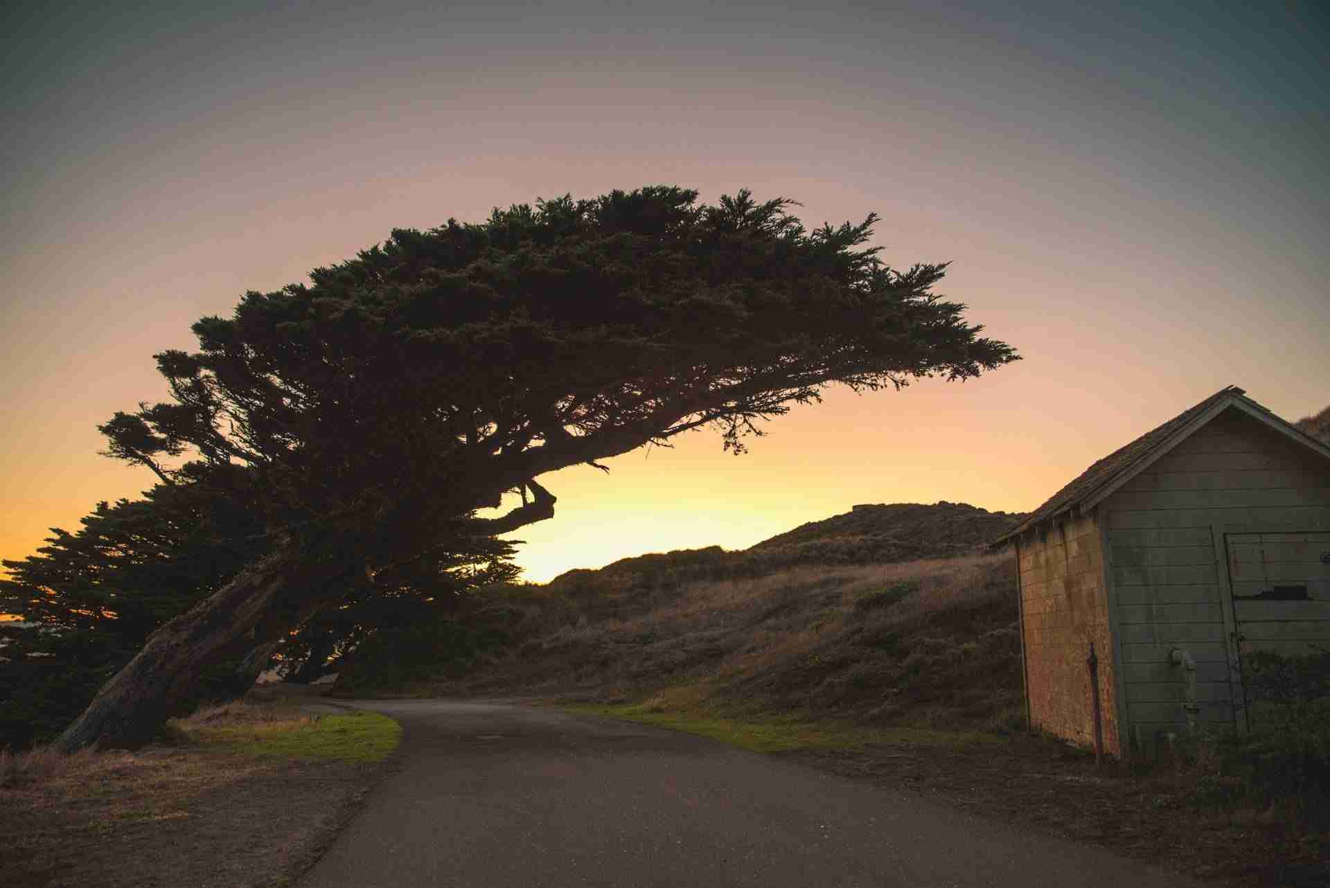 Point Reyes Leaning Tree by Casey Horner