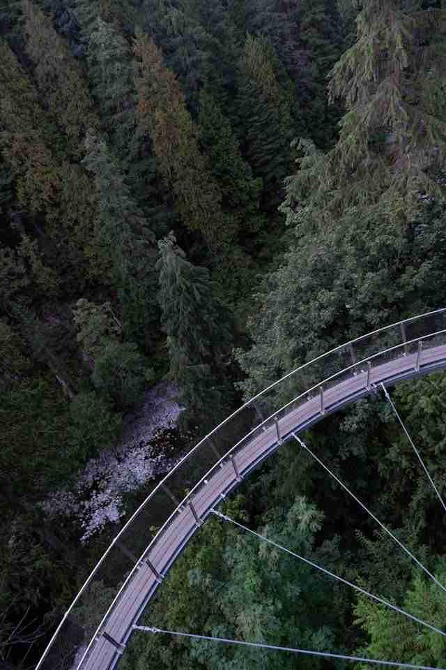 Capilano Suspension Bridge Park by Itsuka Iwaki