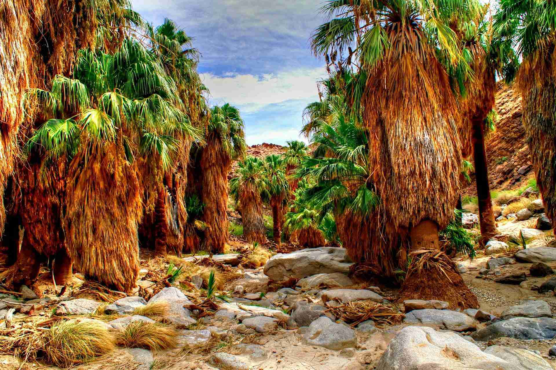 Palm Canyon by Michael Kirsh