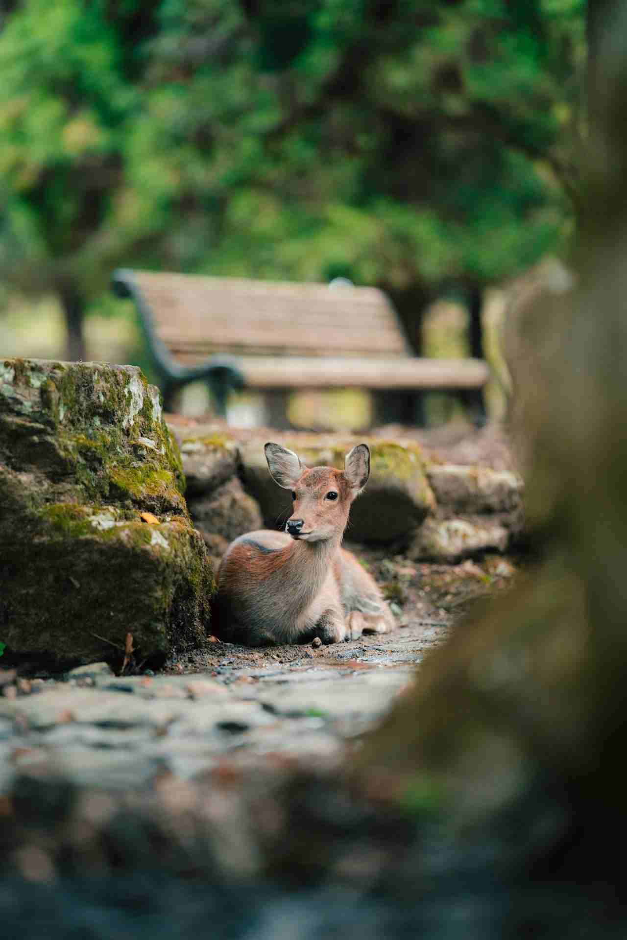 Nara Park by Spenser Sembrat