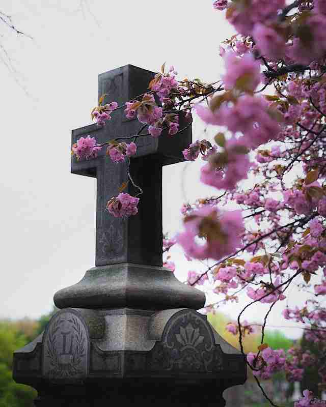 Congressional Cemetery by Dan Mall