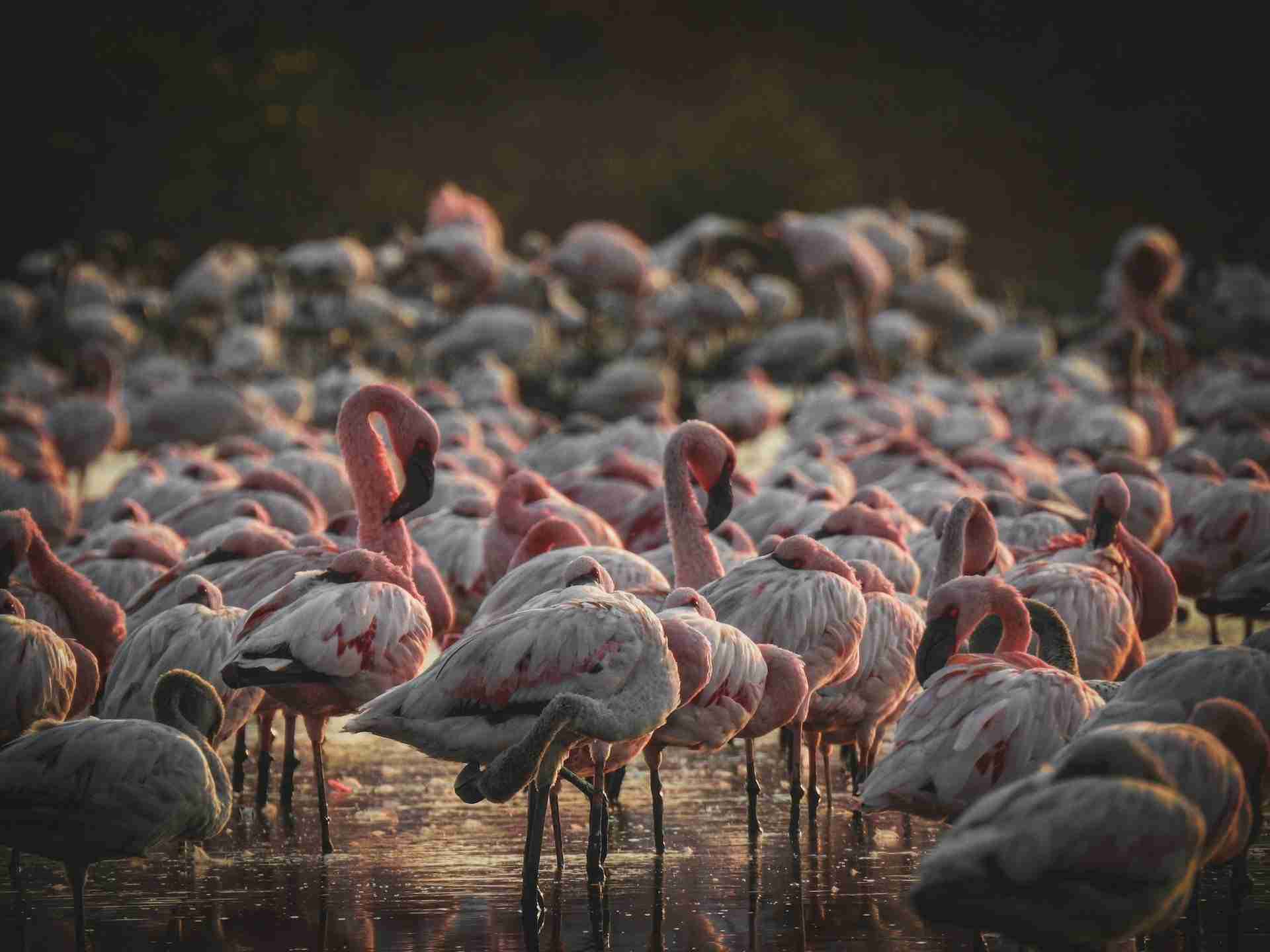 Karave Flamingo Point by Gaurav Patil