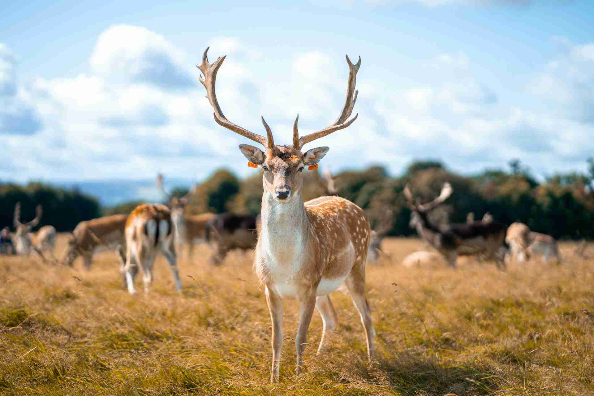 Phoenix Park by Terry Ling