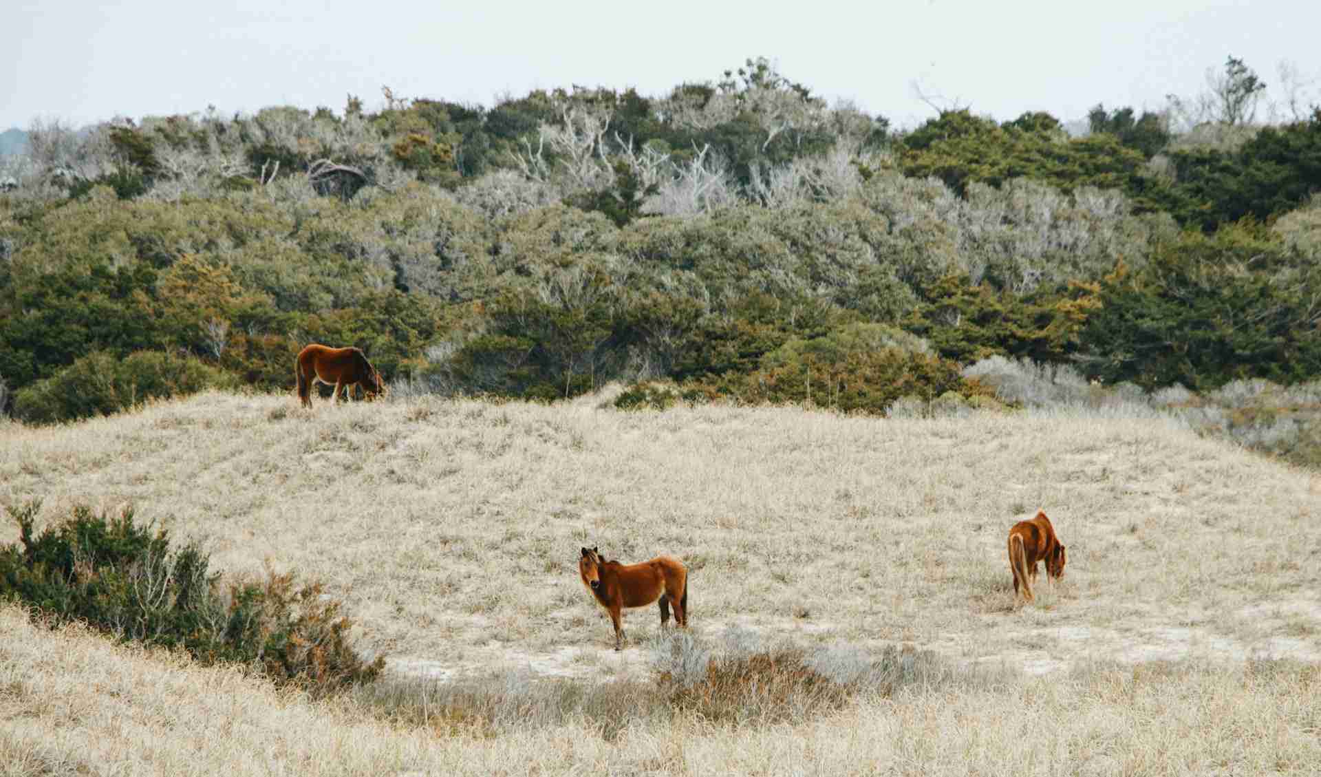 Shackleford Banks by Kathryn Benz