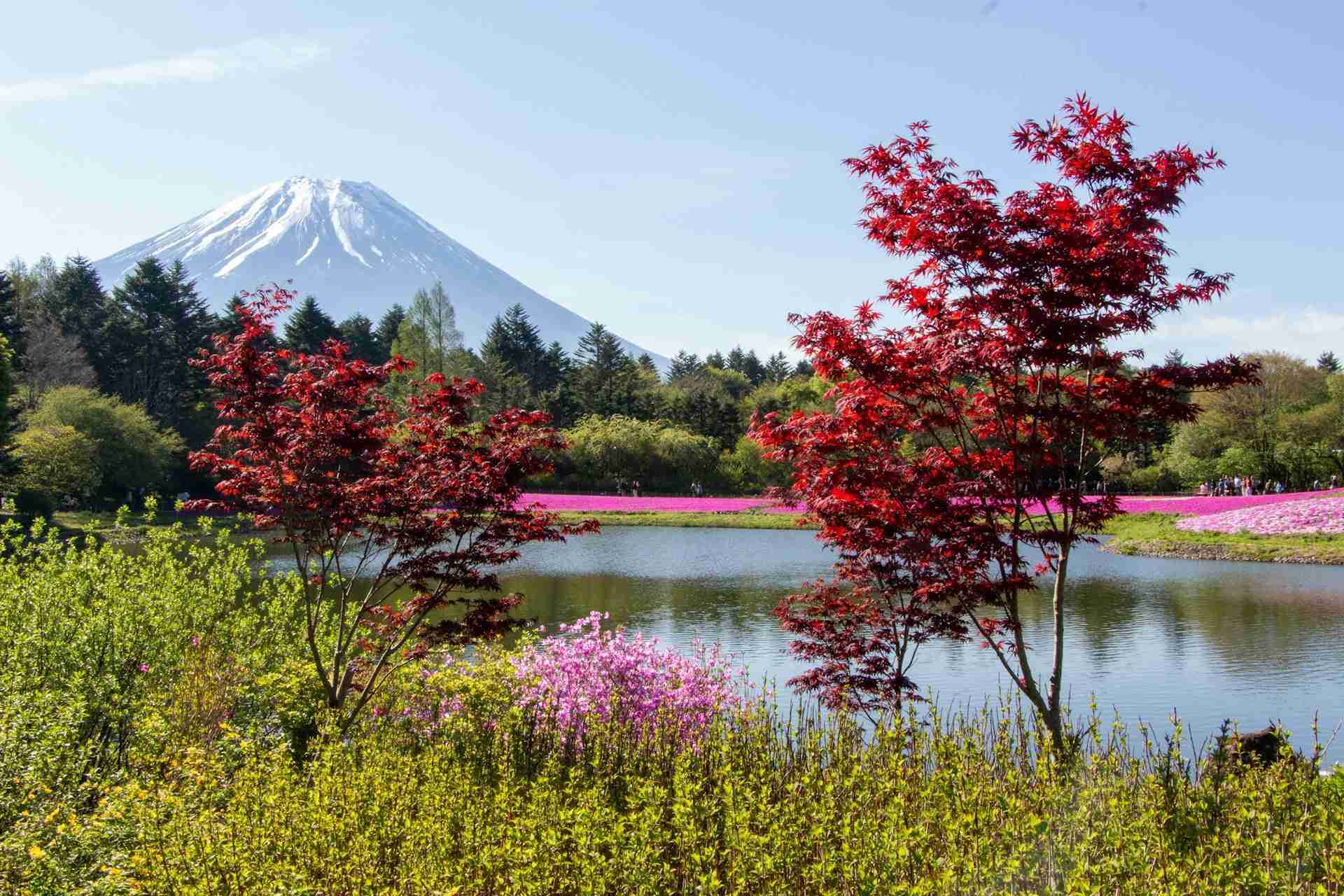 Fuji Shibasakura Festival by enkuu smile