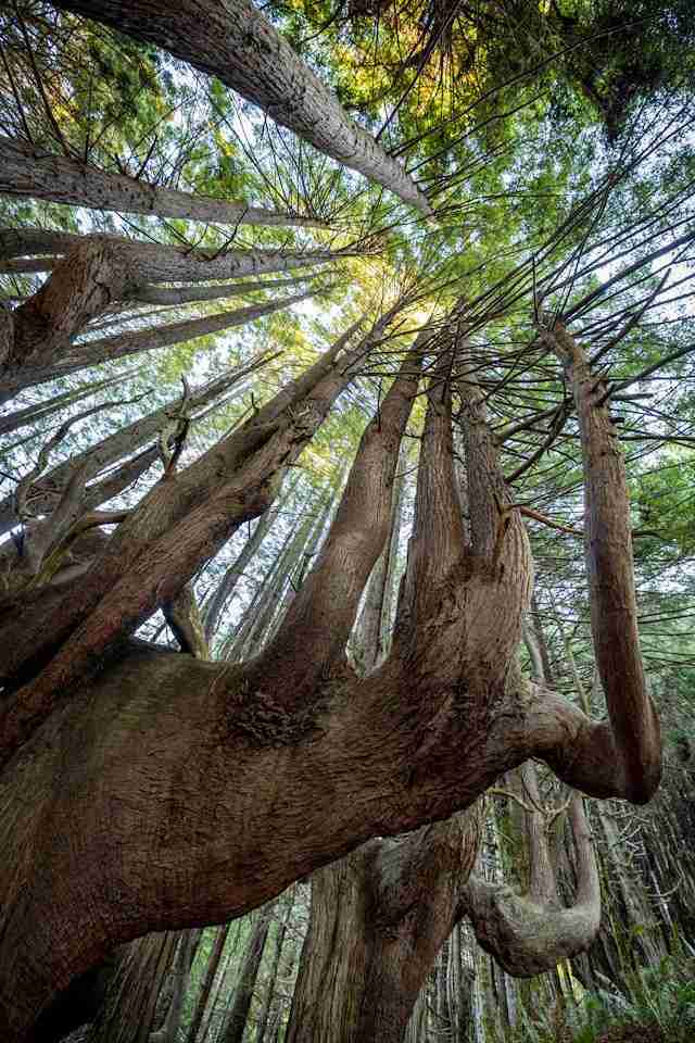Enchanted Forest of Candelabra Redwoods by Leo_Visions