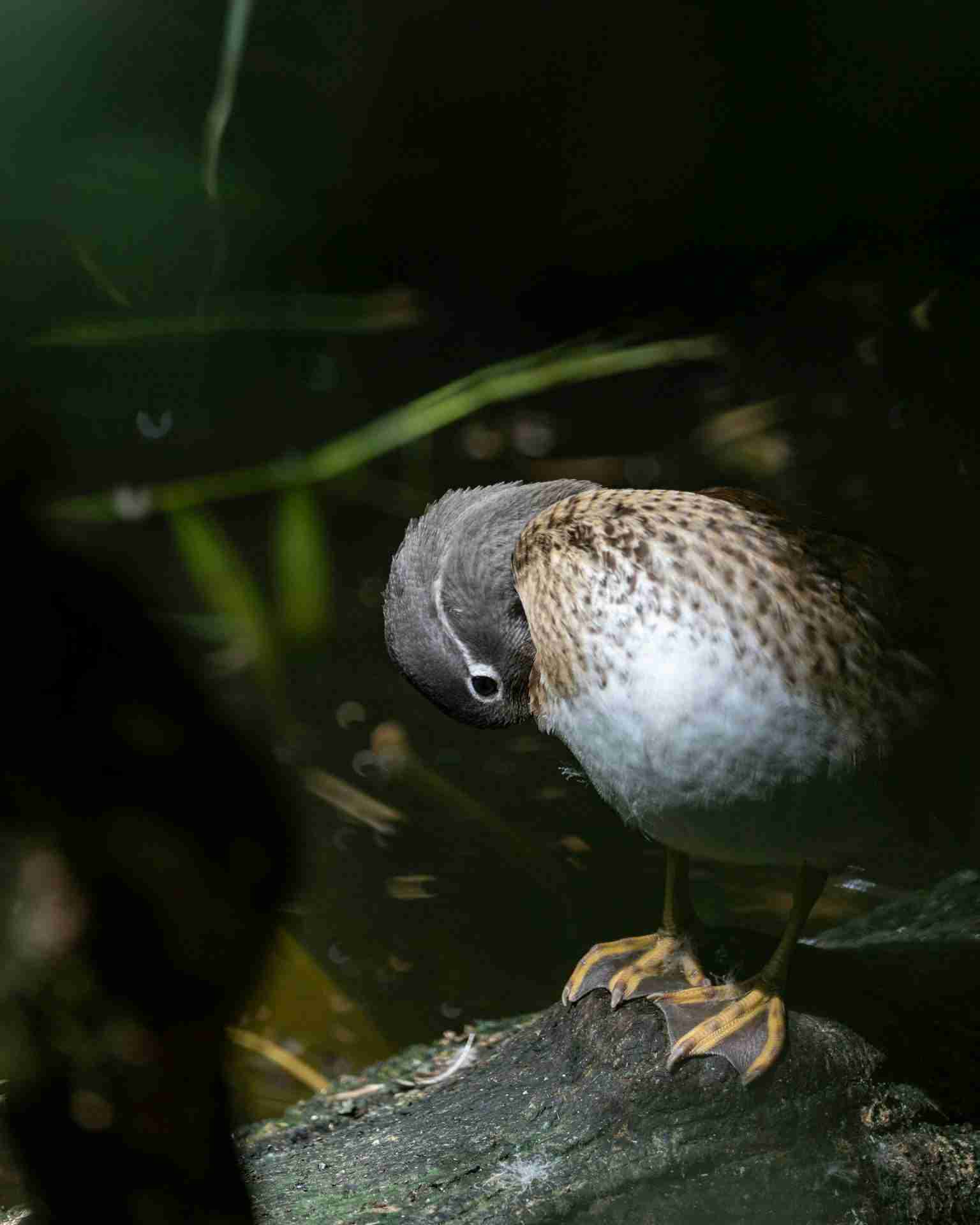 Parc des Oiseaux by Matthieu Rochette