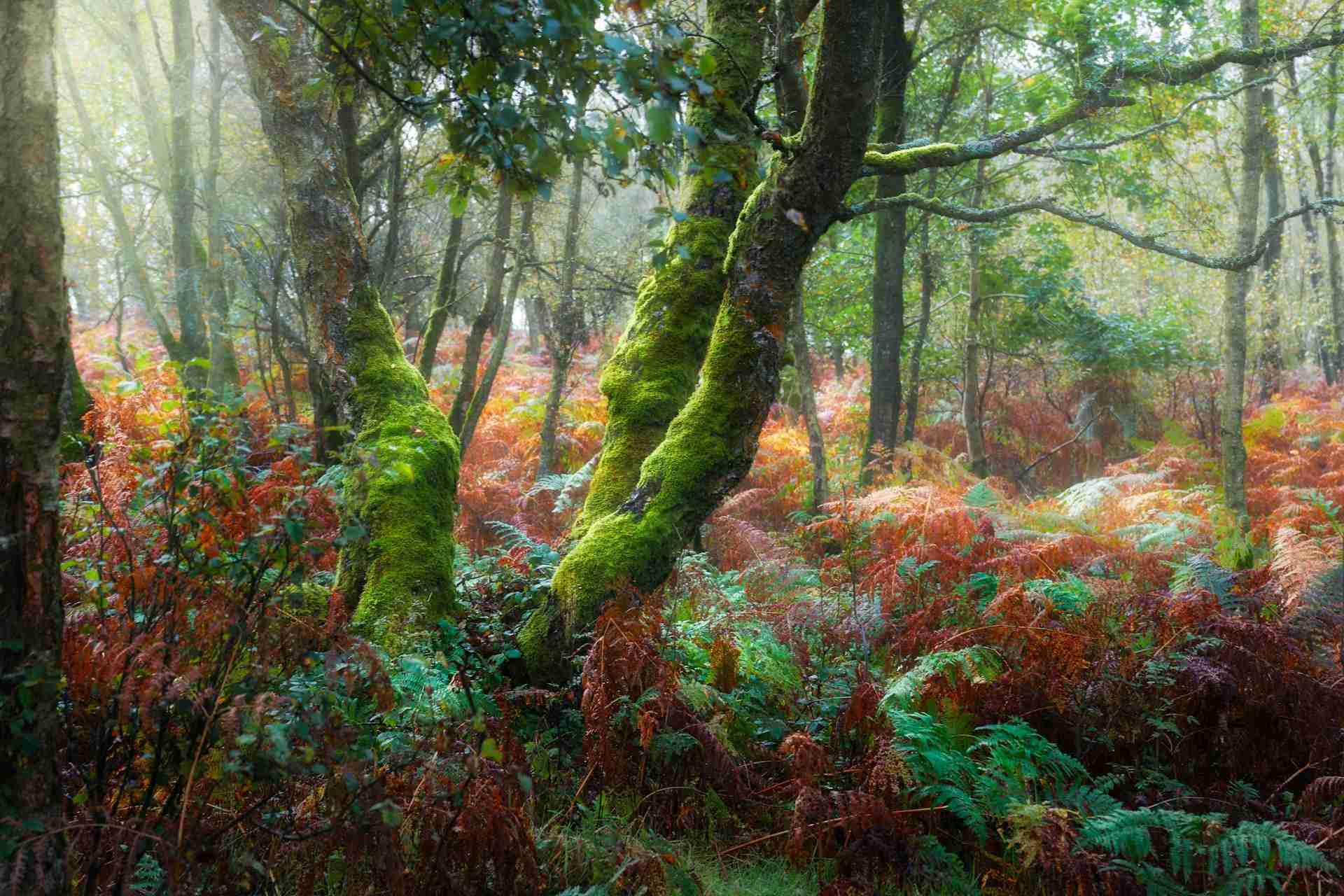 Froggatt Woods by Ian Cylkowski