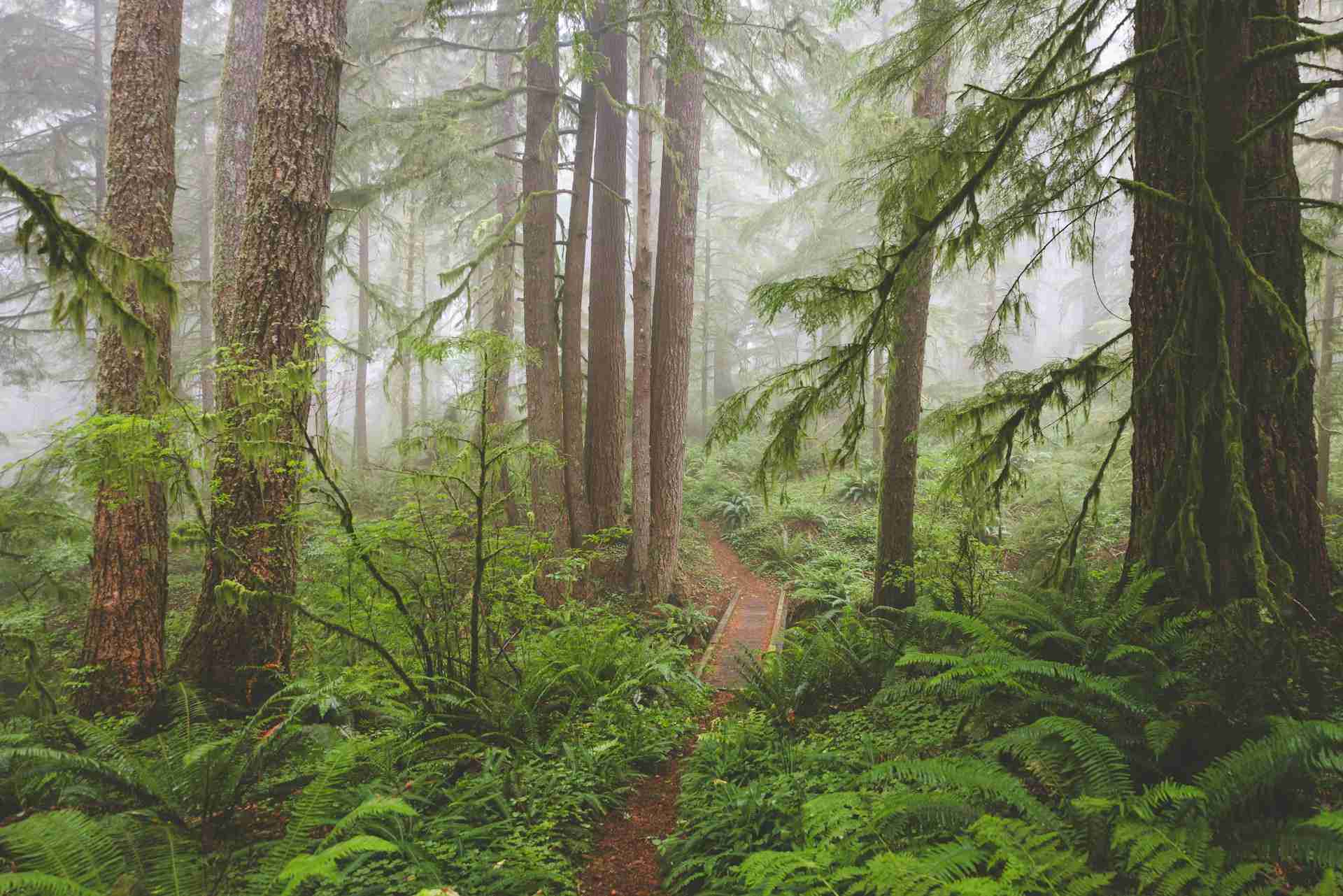 Cascade Head – Rainforest Trailhead by Eric Muhr