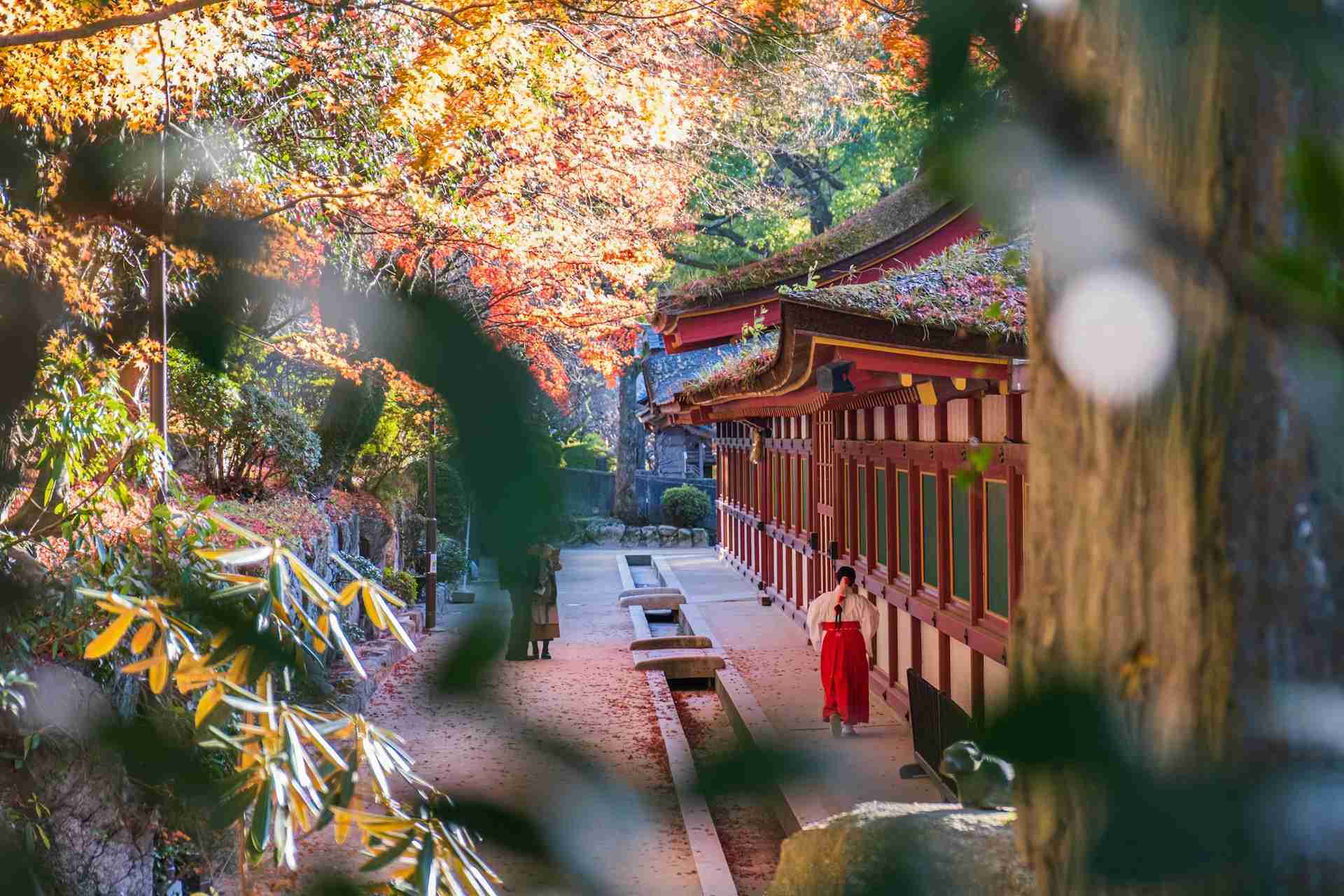 Dazaifu Tenmangu Shrine by Nichika Sakurai