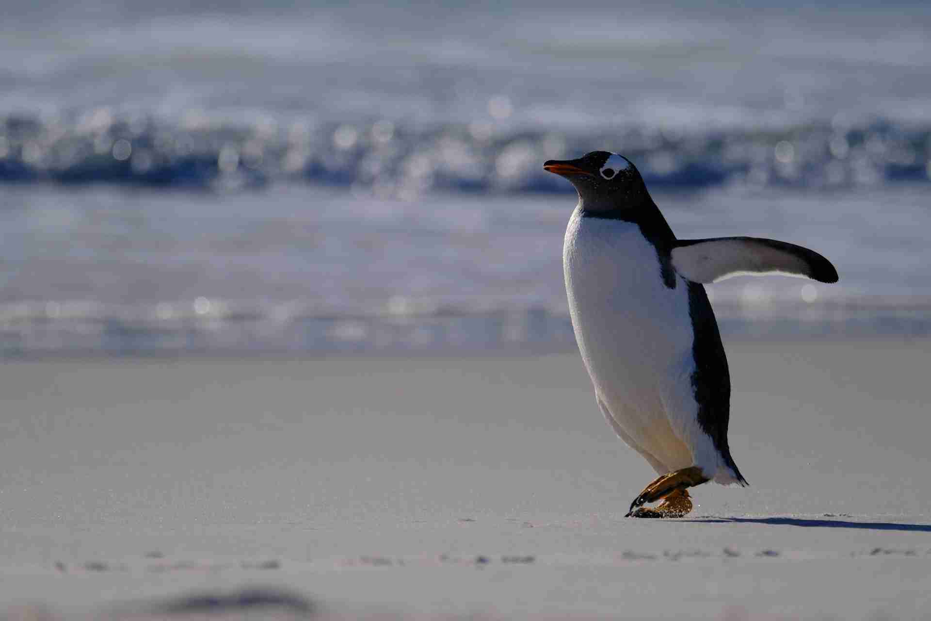 Yorke Bay Gentoo Penguin Colony by Walter Matty