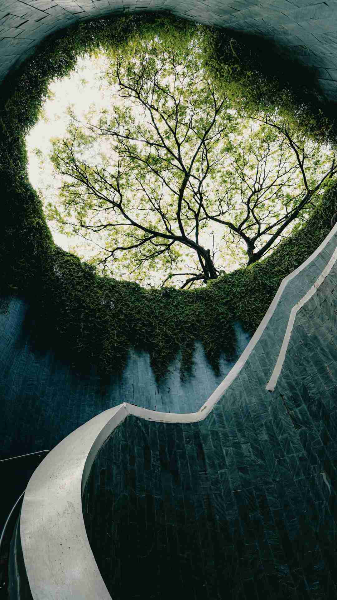 Fort Canning Park Tree Tunnel by NIR HIMI