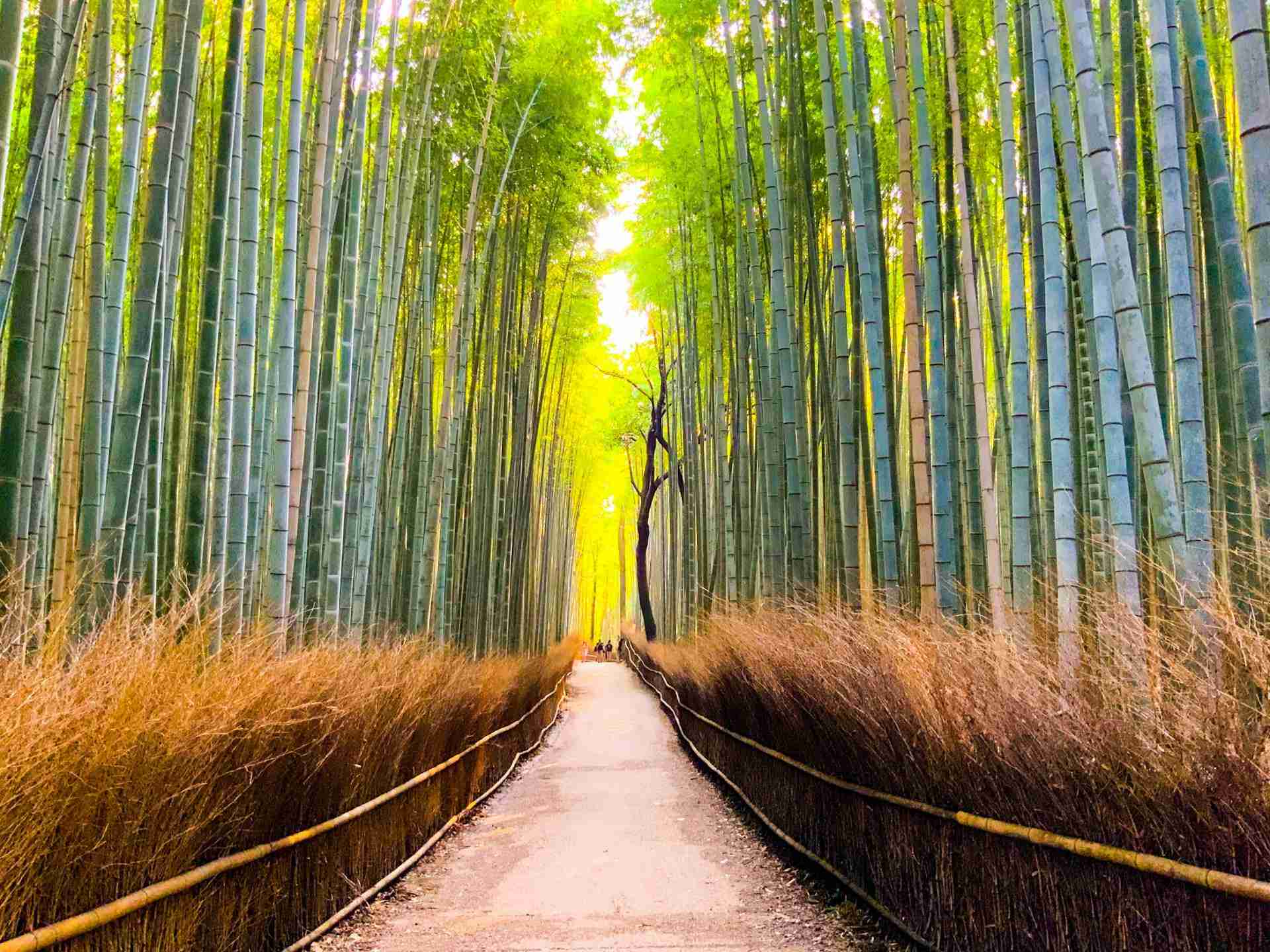 Arashiyama Bamboo Forest by Takashi Hamada