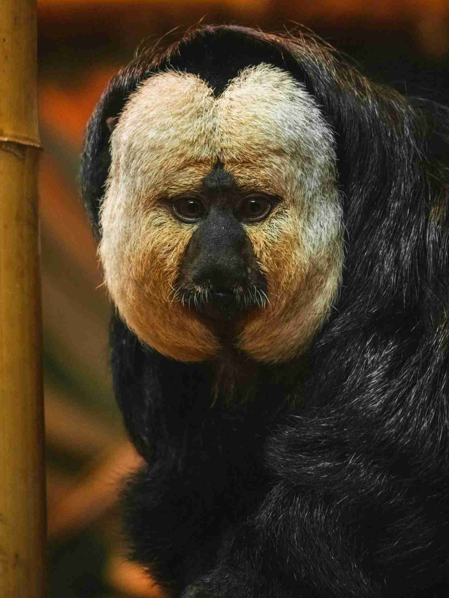 Dublin Zoo by Clovis Wood