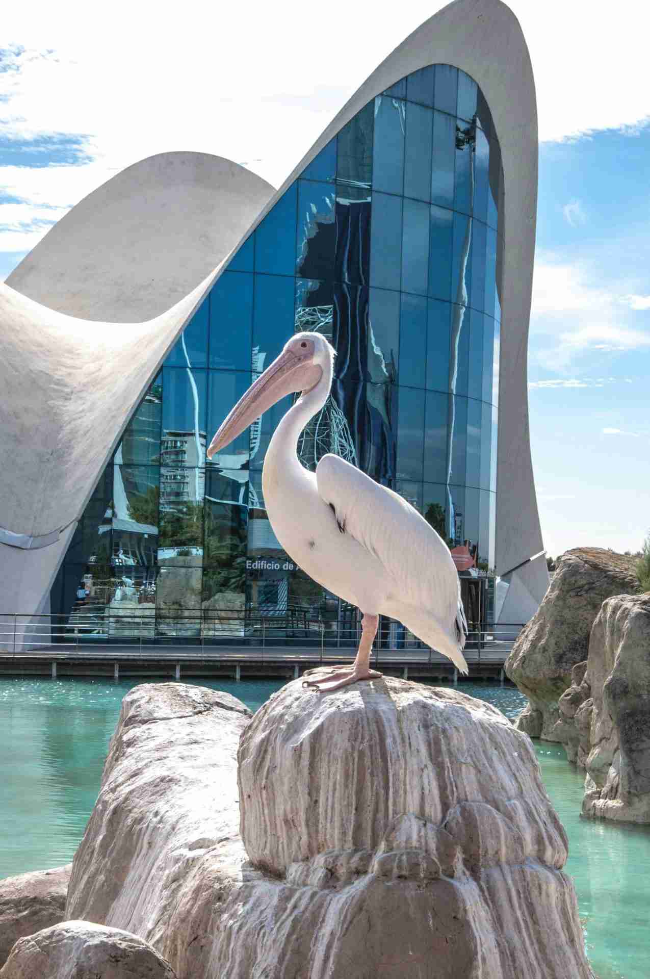 Oceanogràfic València by Lynn Van den Broeck