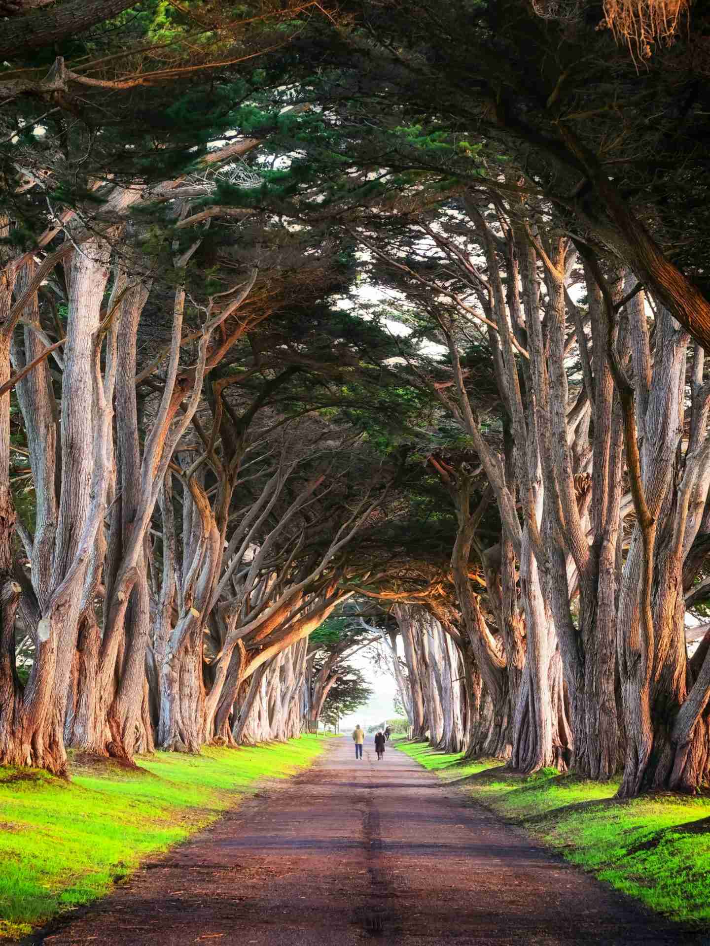 Cypress Tree Tunnel by Zetong Li