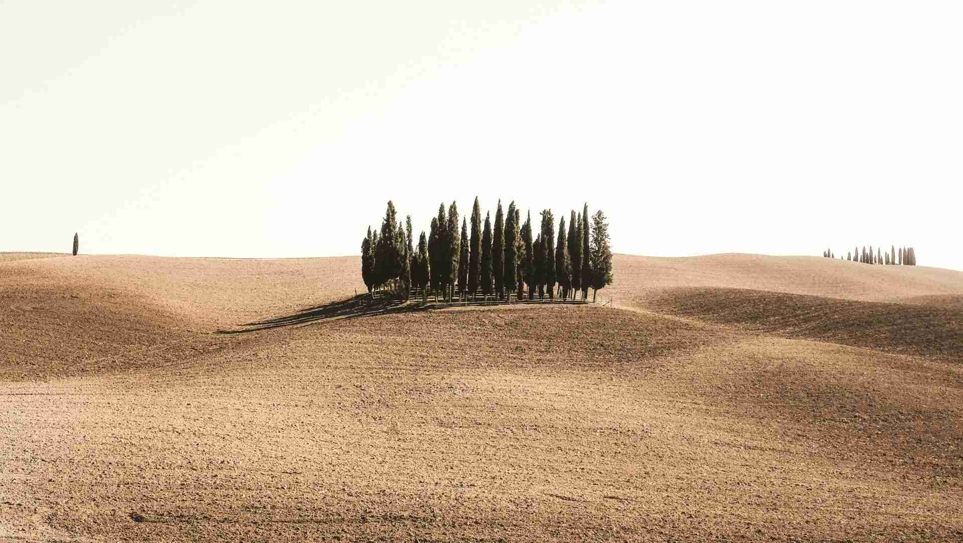 Cipressi di San Quirico d’Orcia by Cristina Gottardi