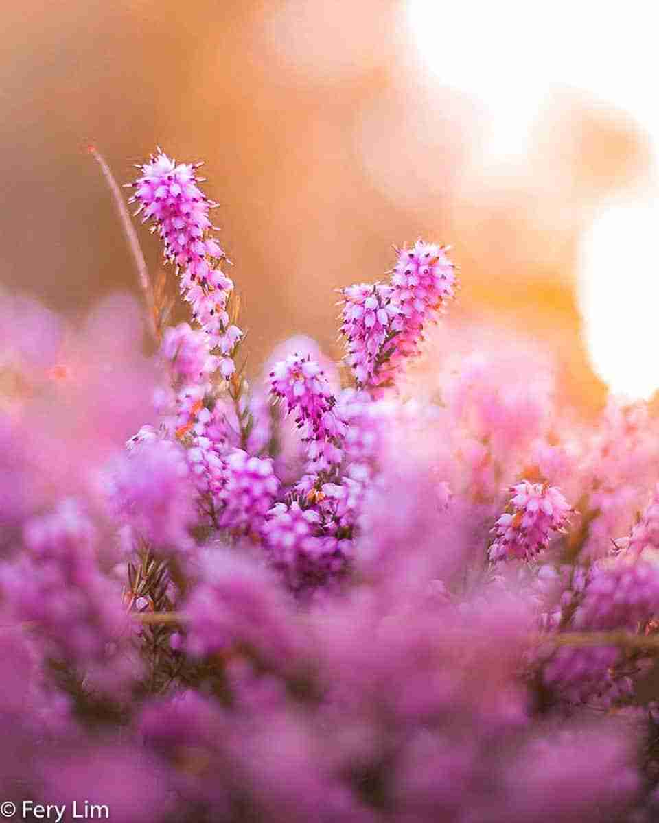 Minoru Park – Photo by Fery Lim