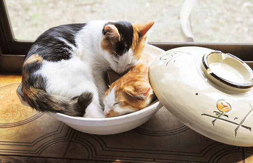 nathan's photography business 8