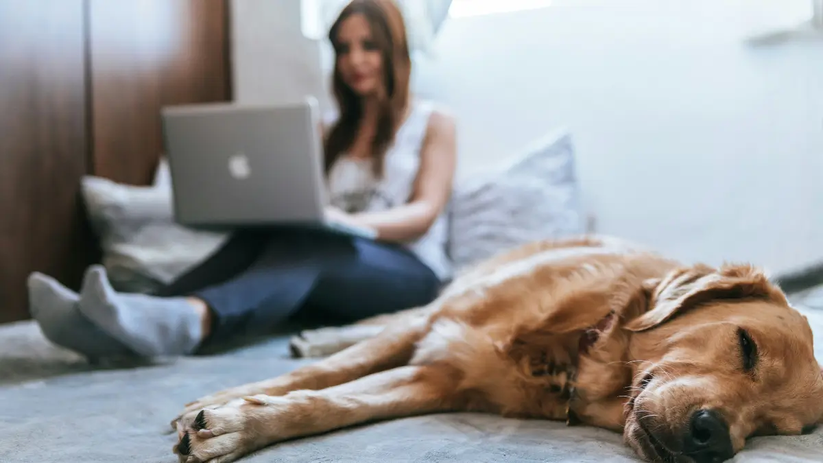 Cachorro deitado no sofá, em primeiro plano, enquanto uma mulher trabalha com notebook ao fundo em um ambiente residencial, clima aconchegante e moderno