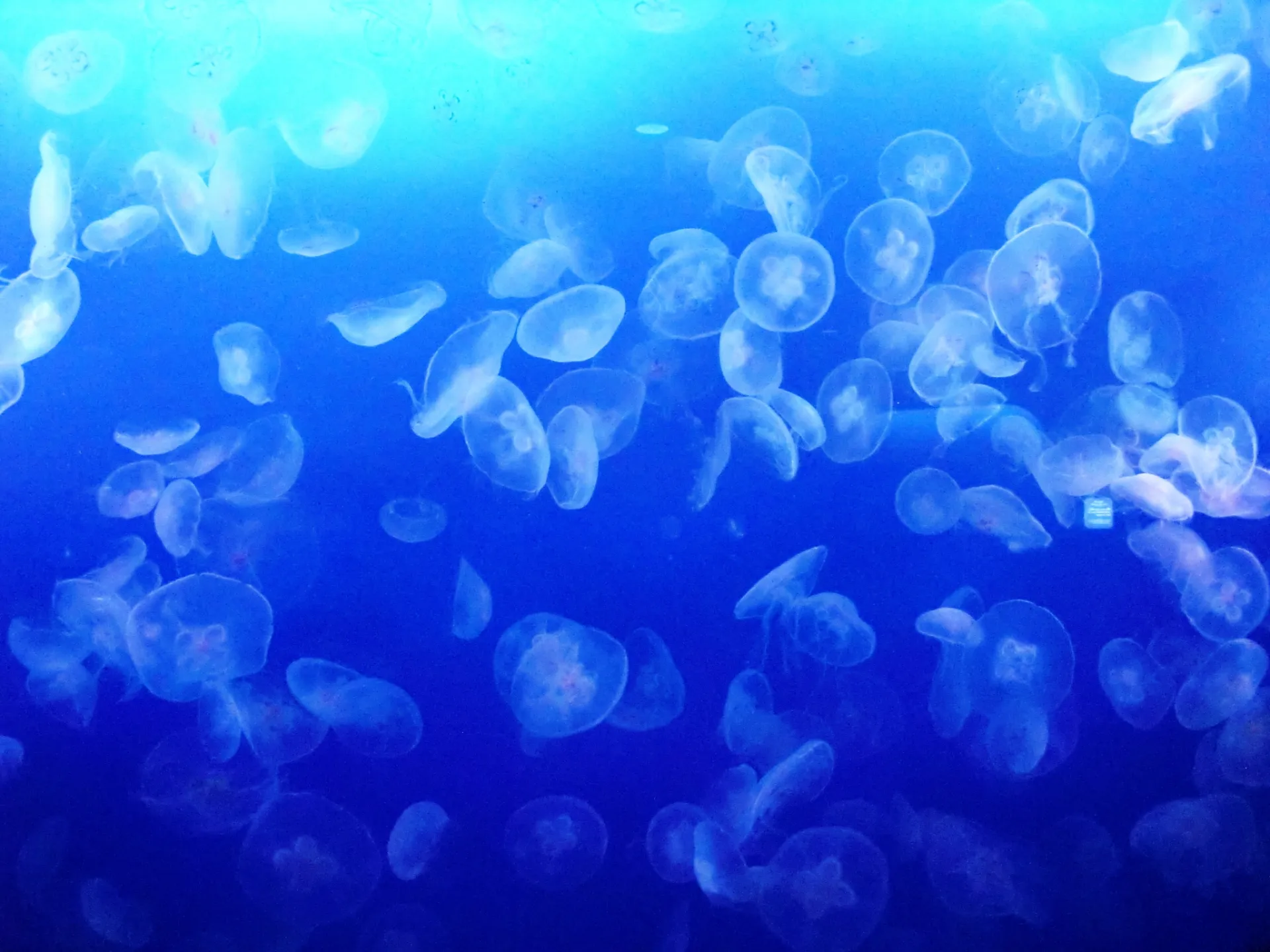 幻想的なクラゲ