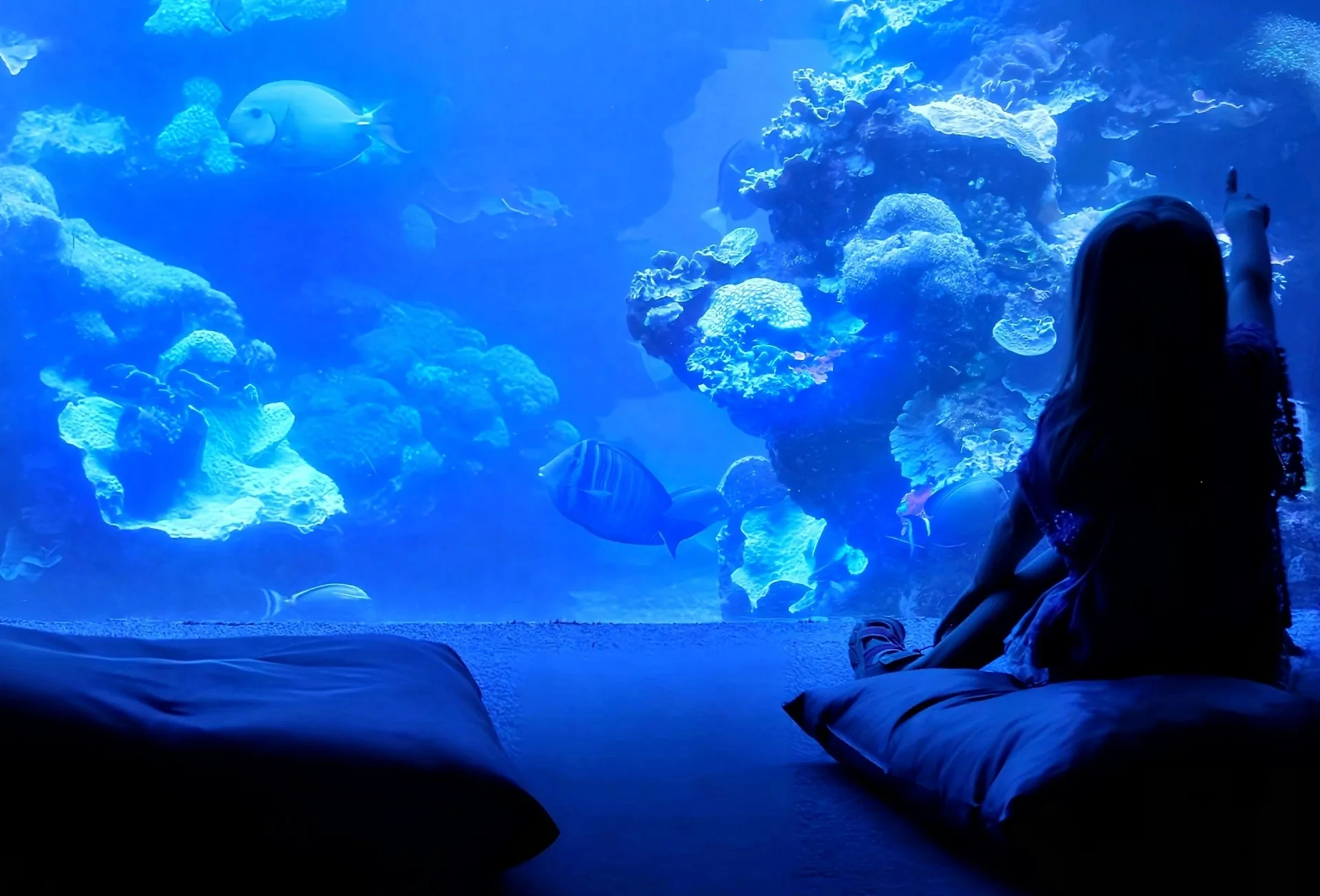 水族館で指をさしている女の子の後ろ姿