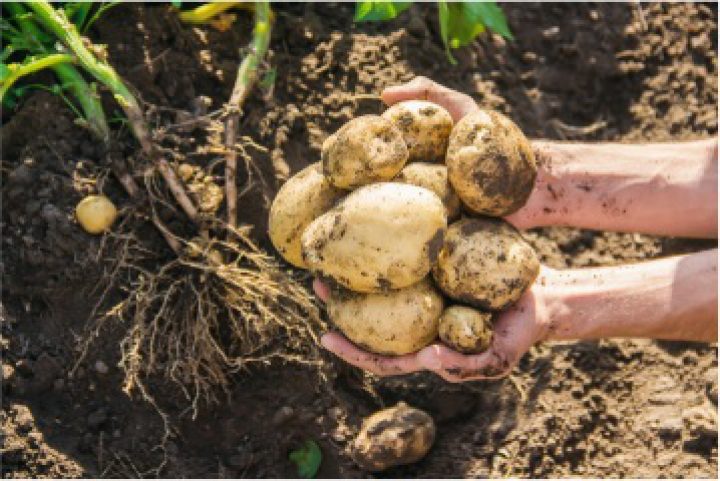 Thumbnail-potato
