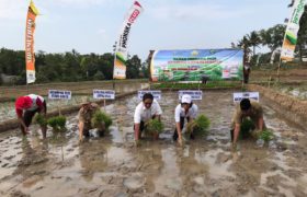Petrokimia Gresik Encourage Balanced Fertilizer