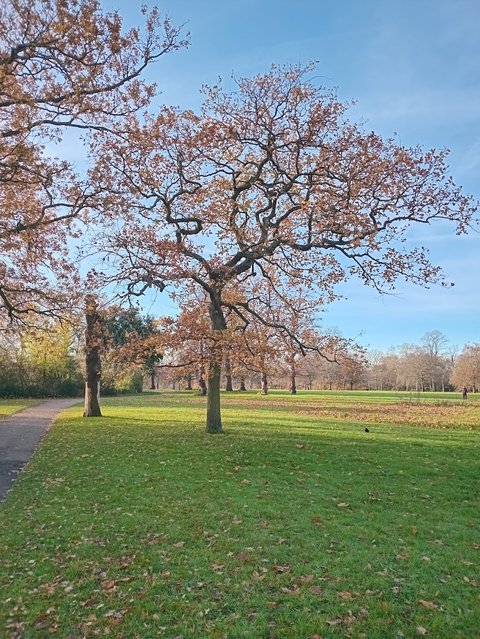 Reformer's Tree