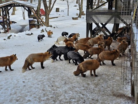 Zaō Fox Village