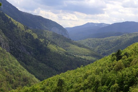 Yenice Urban Forest