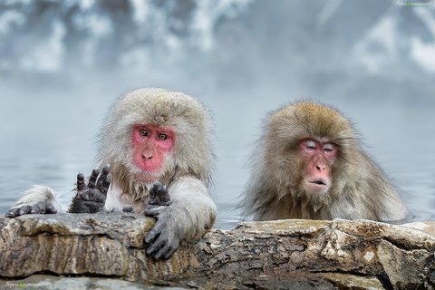 Jigokudani Yaen-Koen