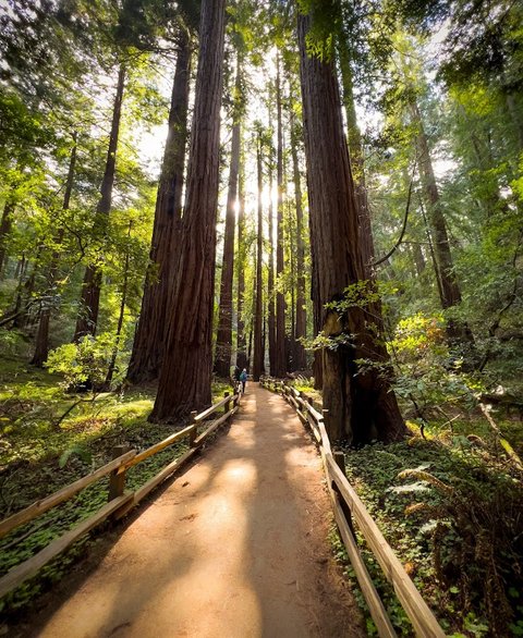 Muir Woods National Monument