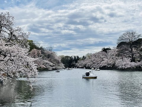 Inokashira Park