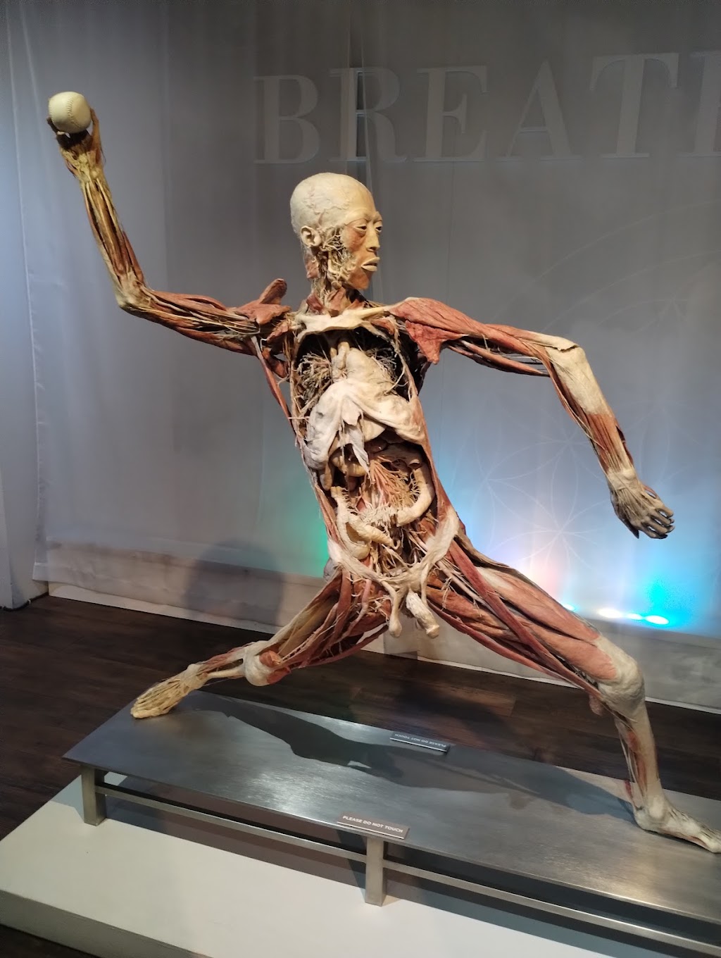 Bodies | The Exhibition