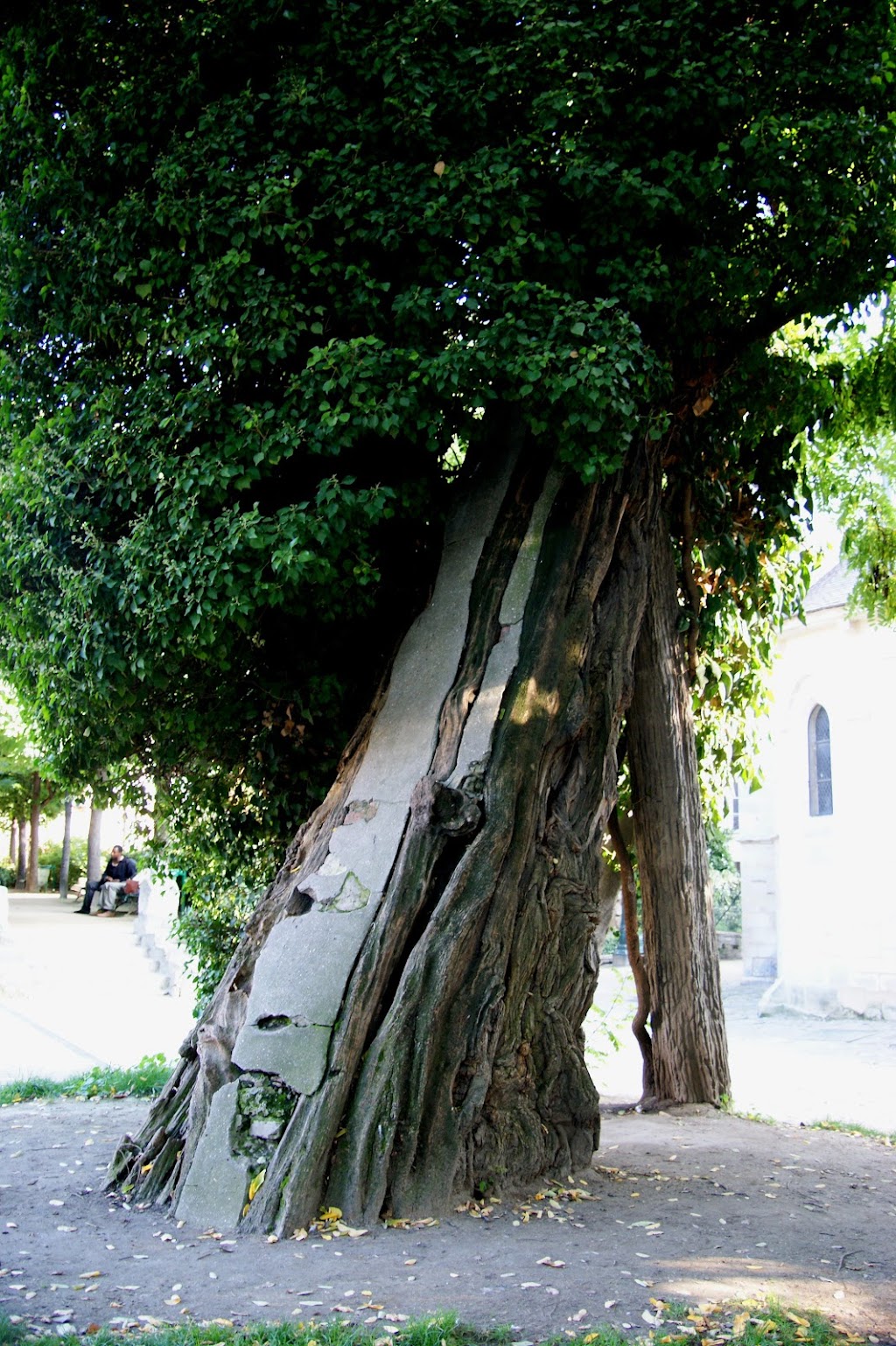The Oldest Tree in Paris
