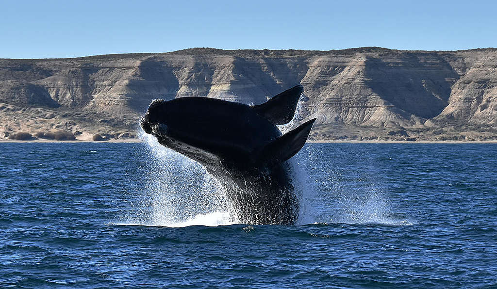 10 key facts about the Southern Right whale and why it’s important to ...