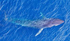 Aerial shot of Short Fin Pilot whales and calf near Scott Reef, Western Australia