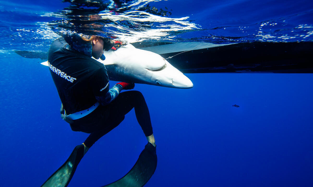 A Greenpeace shark handler frees a blue shark caught on a longline in the Pacific Ocean. The blue shark is currently listed as "Near Threatened" globally by the IUCN (International Union for Conservation of Nature). Greenpeace Australia Pacific took action to stop an industrial longlining fishing operation in the South Pacific Ocean, seizing more than 20 kilometers of fishing gear and freeing nine sharks, including an endangered mako, near Australia and New Zealand.