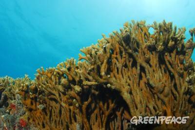 Por que salvar os oceanos é tão importante? - Greenpeace ...